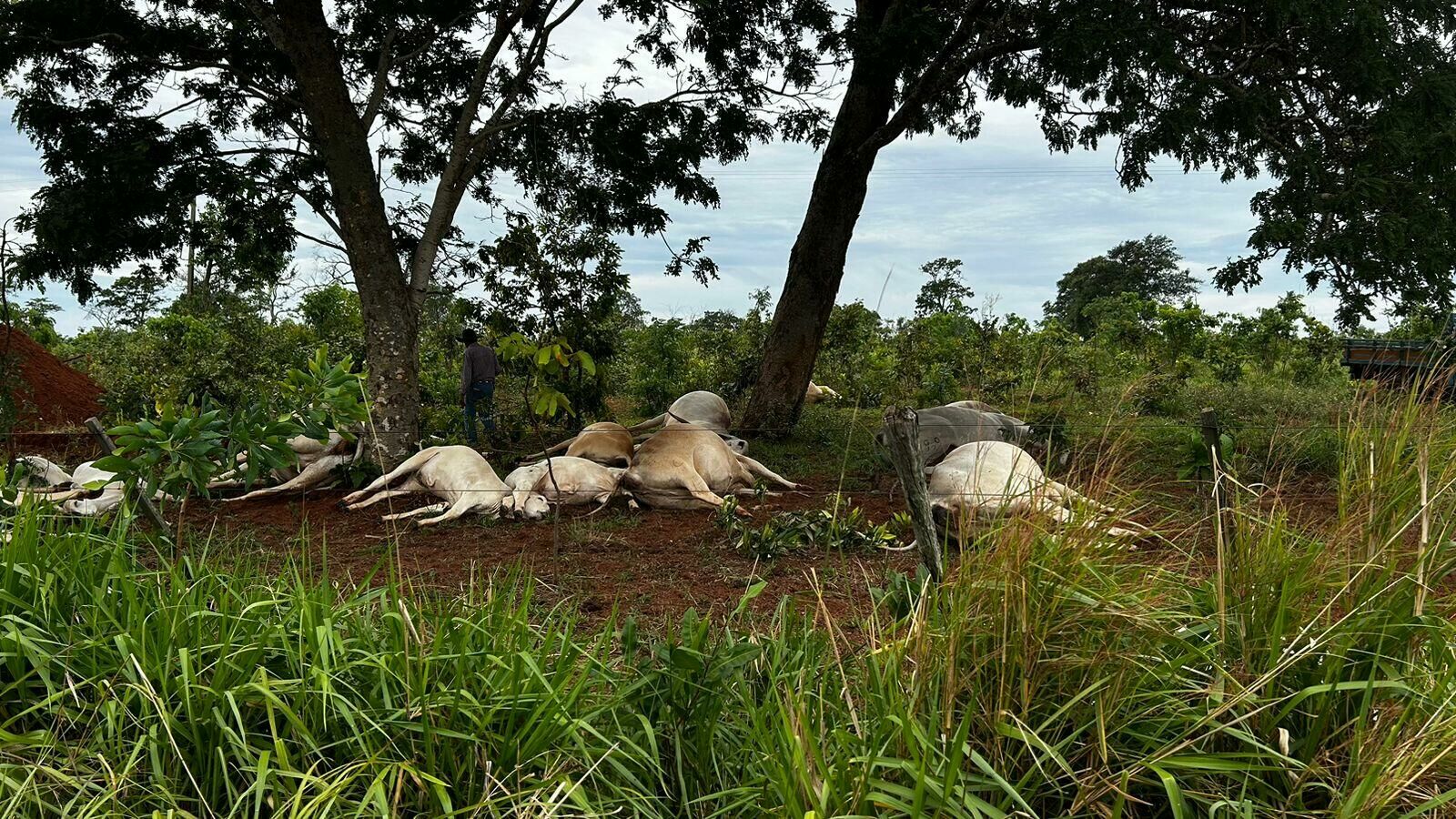 Imagem de compartilhamento para o artigo Raio cai e mata 19 cabeças de gado em fazenda na região da Serrinha em Costa Rica da MS Todo dia